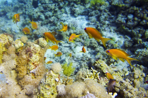 13 Day Cairo, Nile Cruise and Sharm El Sheikh